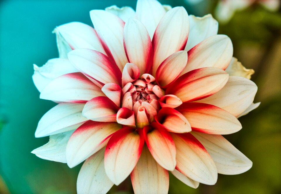 White red blossom