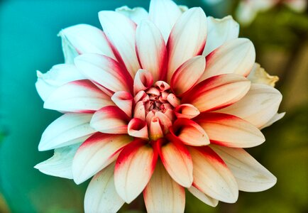 White red blossom photo