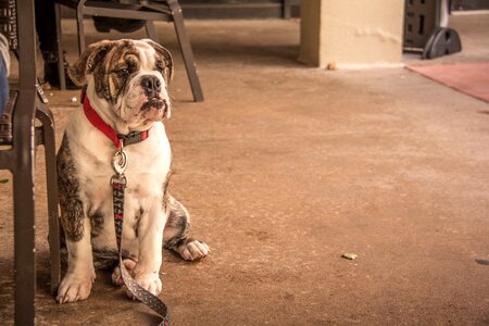 Mammal pet canine photo