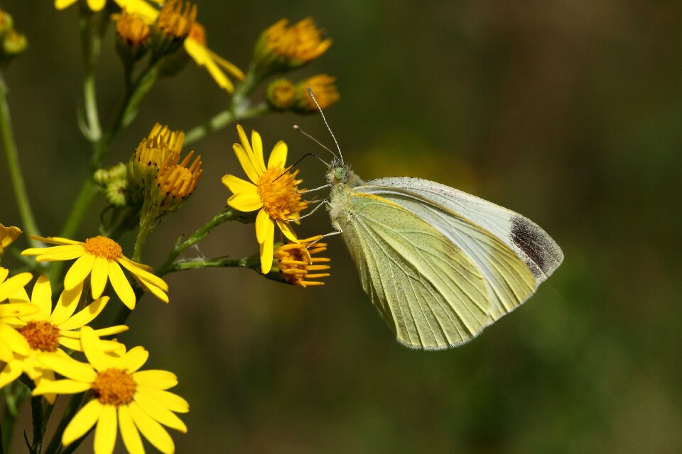 Butterfly nature yellow flower