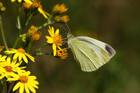 Butterfly nature yellow flower photo