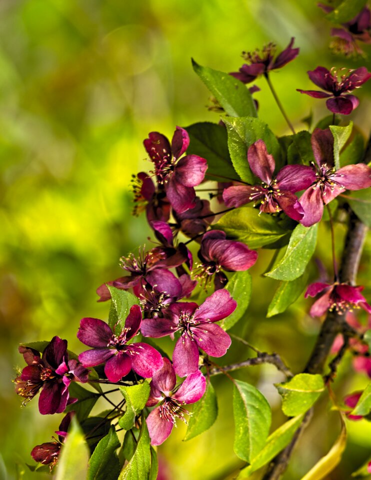 Sunny flowers natural