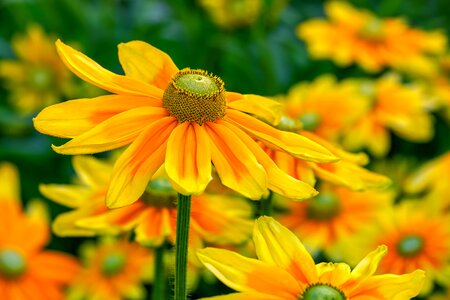 Blossom bloom yellow photo