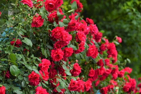 Rose garden red rose bouquet