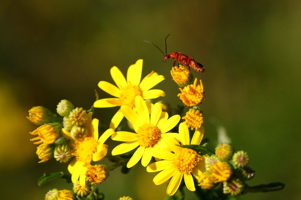 Téléphore fawn yellow flower insect