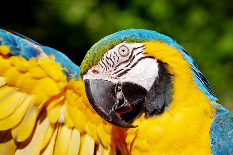 Bird animal colorful photo