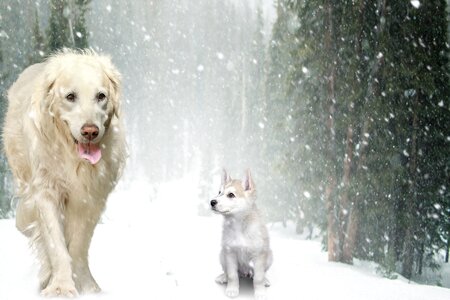 Winter forest cute
