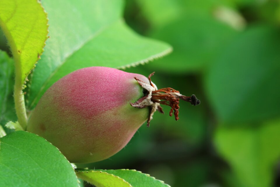 Nature plants fruit trees