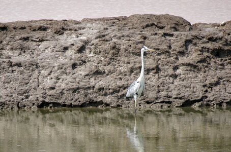 Wader bird ardeidae photo