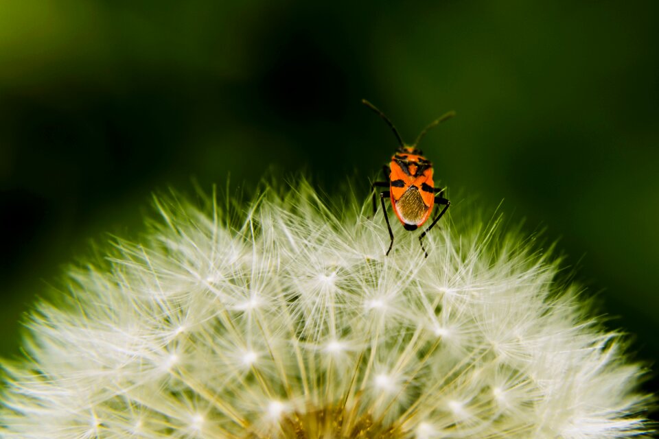 Nature close flower
