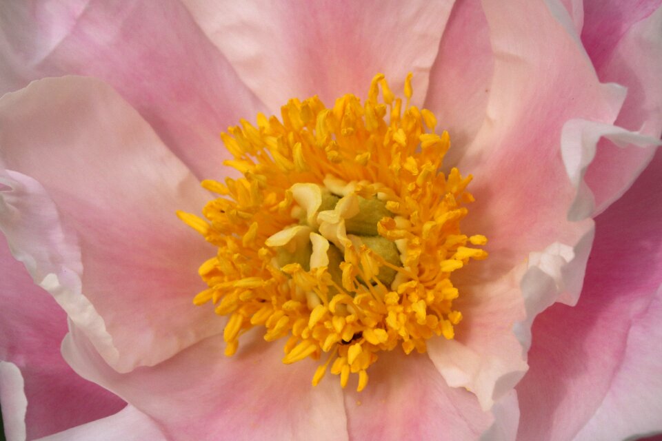 Nature pink flower garden