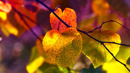Bright atmospheric autumn mood photo