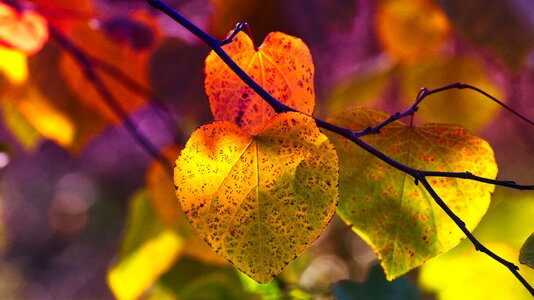 Bright atmospheric autumn mood