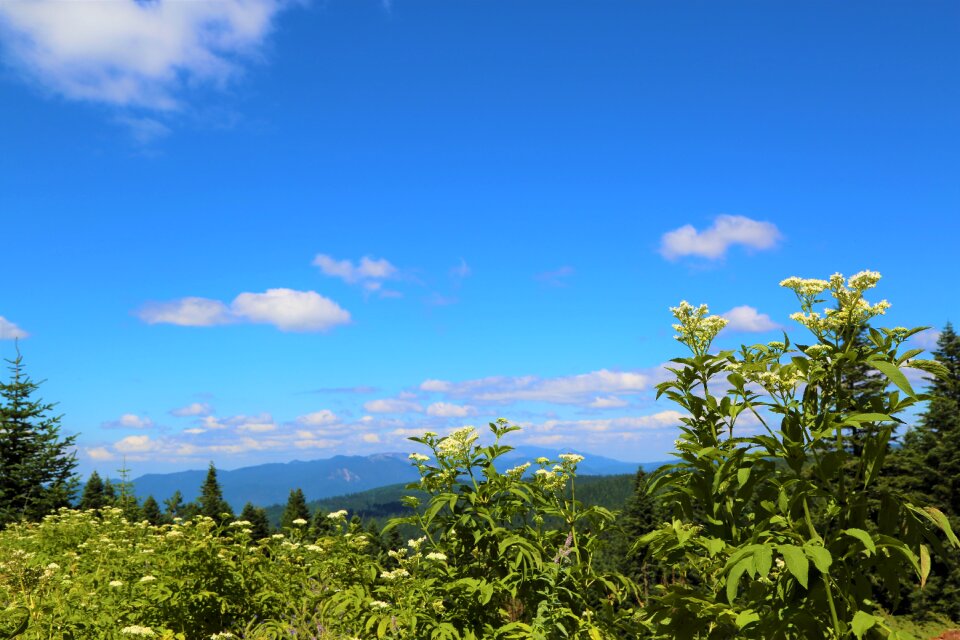 Forest trees clouds photo