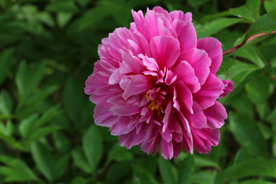 Nature pink flower garden