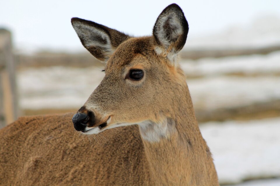 Cold nature wild