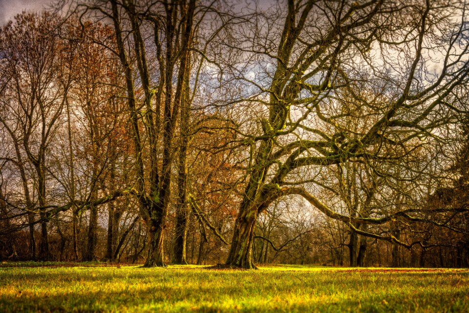 Nature rural grass photo