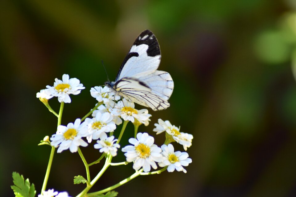 Nature flowers spring