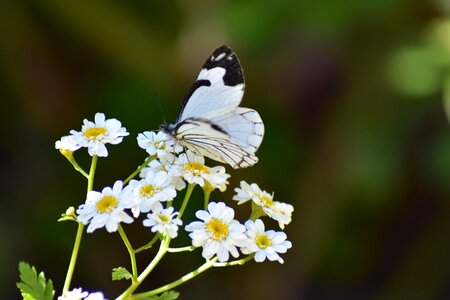 Nature flowers spring