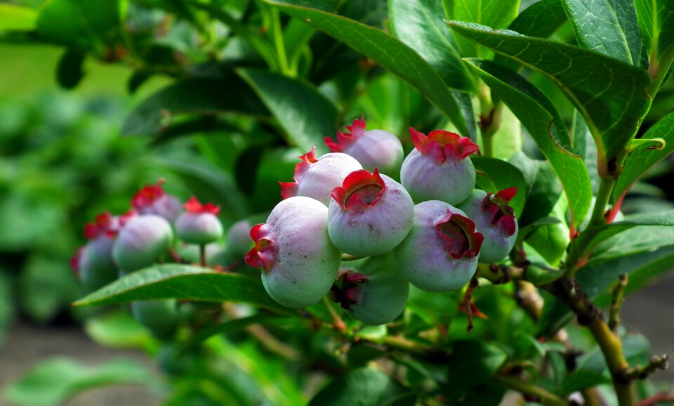 Closeup bush garden
