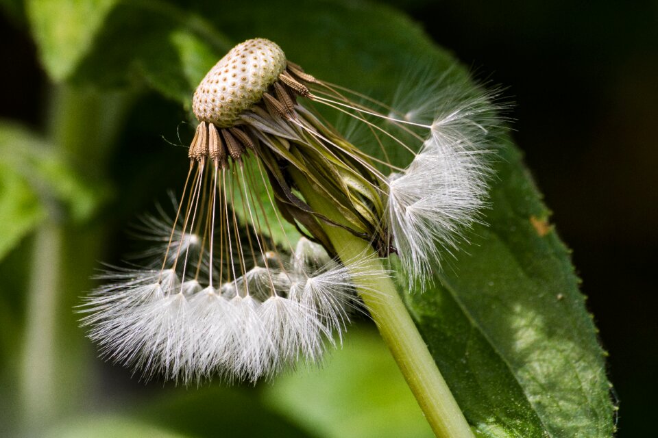 Fluff summer withers