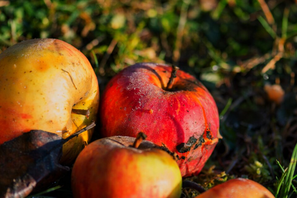 Healthy orchard meadow