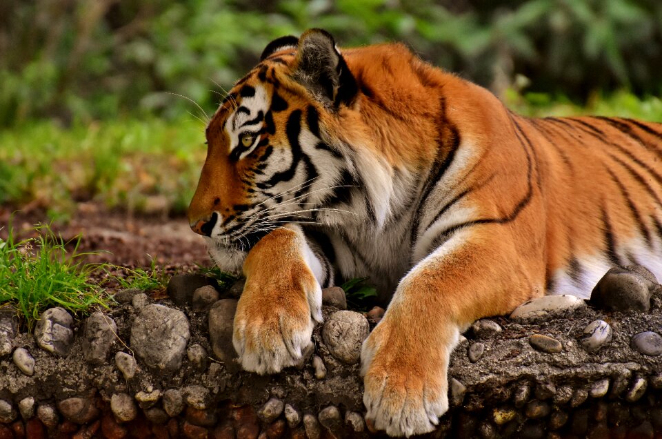 Wildcat dangerous zoo photo