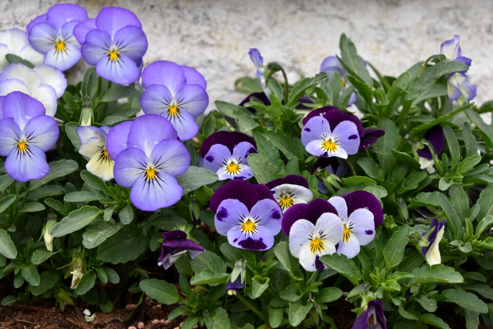 Plant garden thoughts