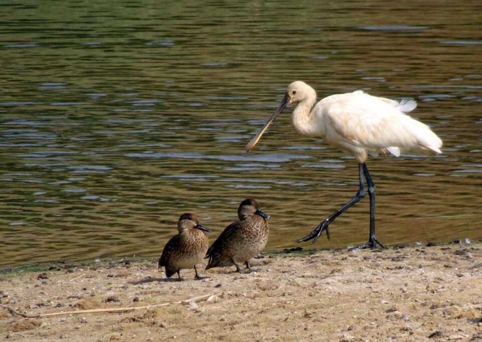 Bird wader wading bird