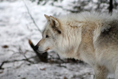Cold nature wolves
