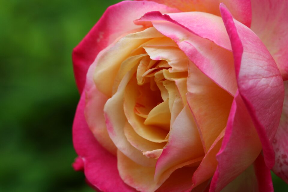 Nature pink flower garden
