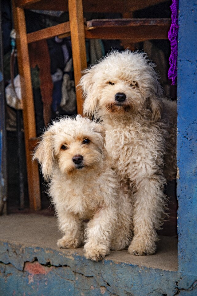 Puppy pets two