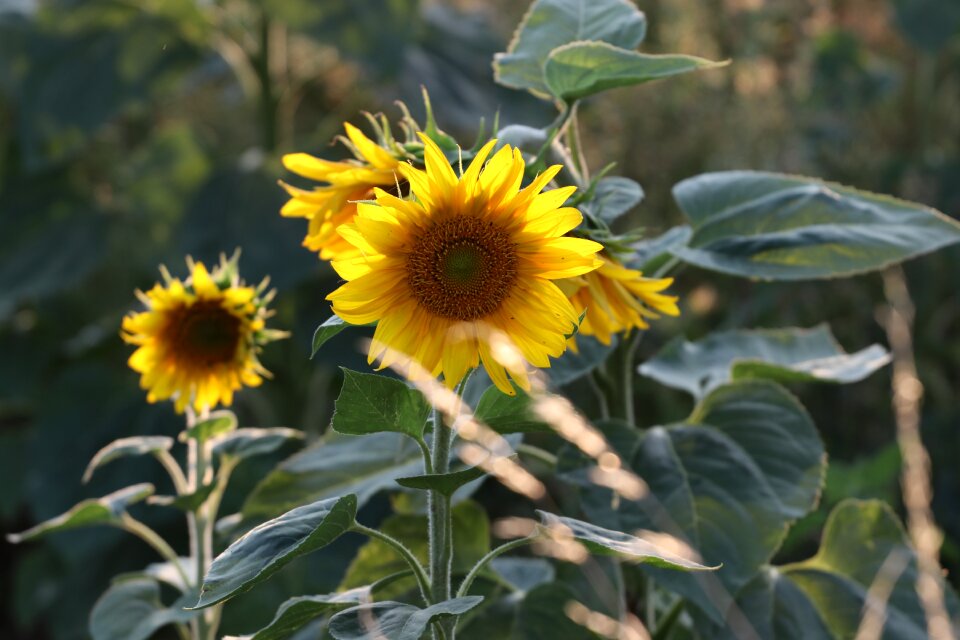 Blossom bloom plant