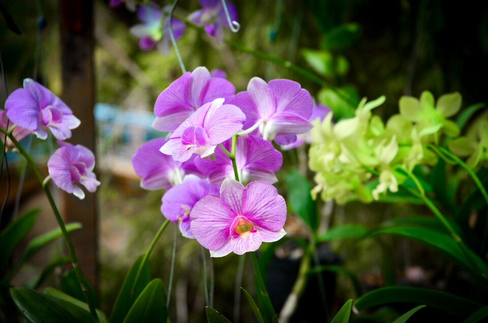 Purple flowers plant natural