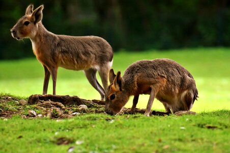 Zoo enclosure tierpark hellabrunn