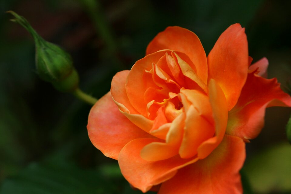 Nature pink flower garden
