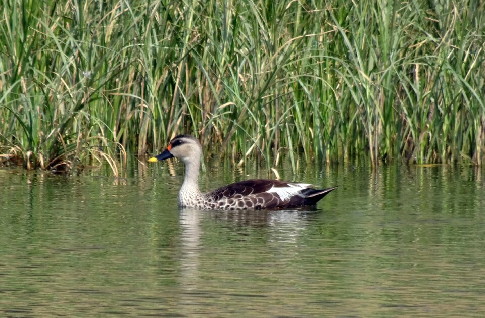 Wildlife spot-billed duck swimming