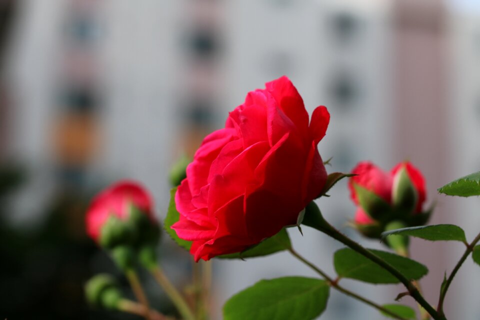 Nature pink flower garden