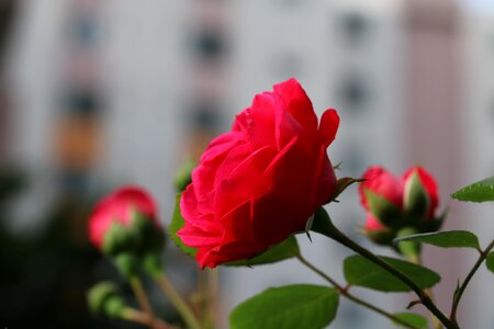Nature pink flower garden