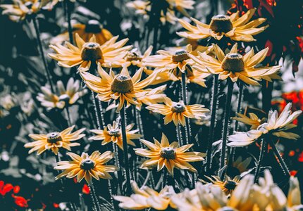 Flowers bloom meadow