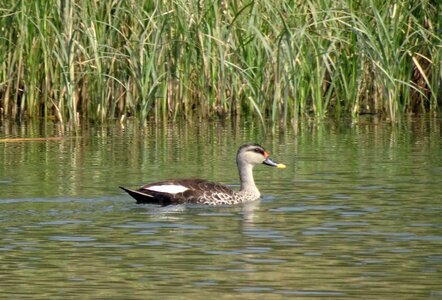 Wildlife spot-billed duck swimming