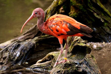 Red ibis plumage zoo