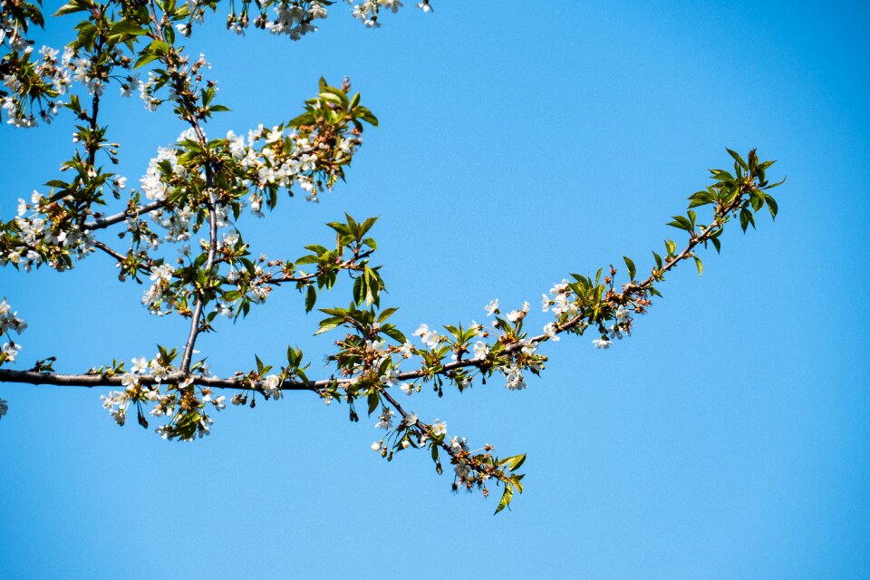 Flora leaf season