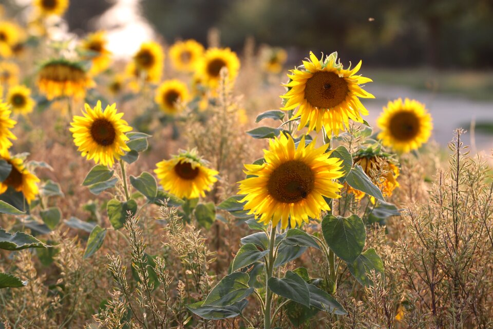 Flowers bloom sunflower field