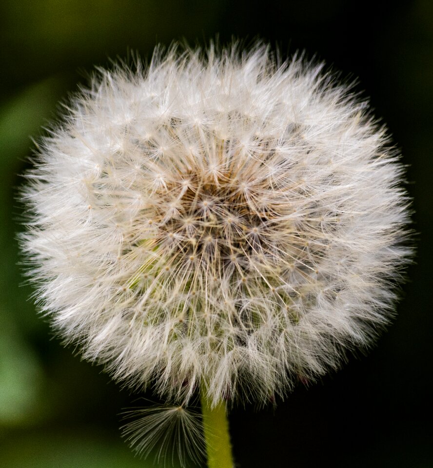 Fluff summer withers