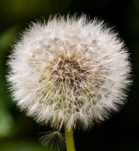 Fluff summer withers