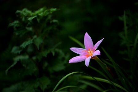 Garden macro pink photo