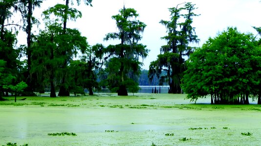 Louisiana water wild