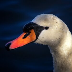 Water bird white photo