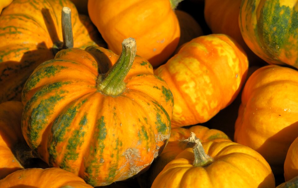 Autumn motives decorative squashes colorful